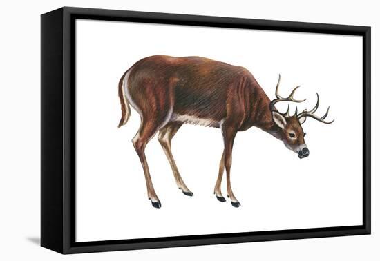 White-Tailed Deer (Odocoileus Virginianus), Mammals-Encyclopaedia Britannica-Framed Stretched Canvas