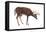 White-Tailed Deer (Odocoileus Virginianus), Mammals-Encyclopaedia Britannica-Framed Stretched Canvas