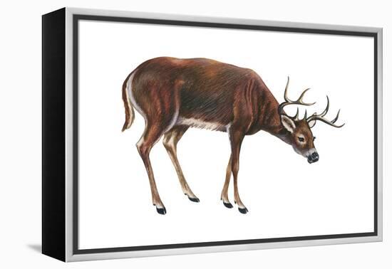 White-Tailed Deer (Odocoileus Virginianus), Mammals-Encyclopaedia Britannica-Framed Stretched Canvas
