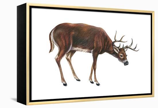 White-Tailed Deer (Odocoileus Virginianus), Mammals-Encyclopaedia Britannica-Framed Stretched Canvas