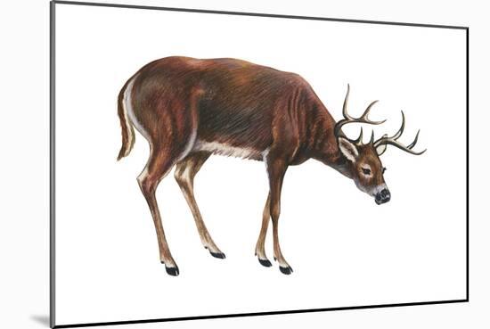 White-Tailed Deer (Odocoileus Virginianus), Mammals-Encyclopaedia Britannica-Mounted Art Print