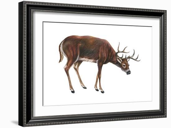 White-Tailed Deer (Odocoileus Virginianus), Mammals-Encyclopaedia Britannica-Framed Art Print