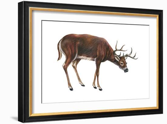 White-Tailed Deer (Odocoileus Virginianus), Mammals-Encyclopaedia Britannica-Framed Art Print