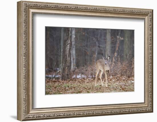 White-tailed deer (Odocoileus virginianus), Ohio, United States of America, North America-Ashley Morgan-Framed Photographic Print