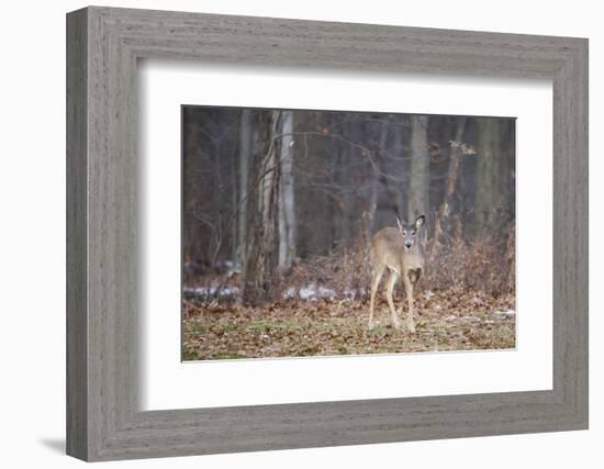 White-tailed deer (Odocoileus virginianus), Ohio, United States of America, North America-Ashley Morgan-Framed Photographic Print