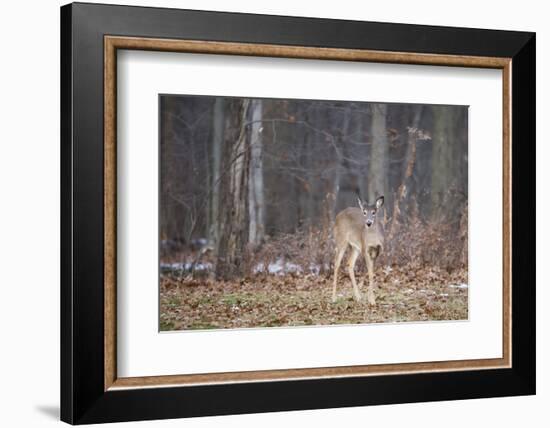 White-tailed deer (Odocoileus virginianus), Ohio, United States of America, North America-Ashley Morgan-Framed Photographic Print