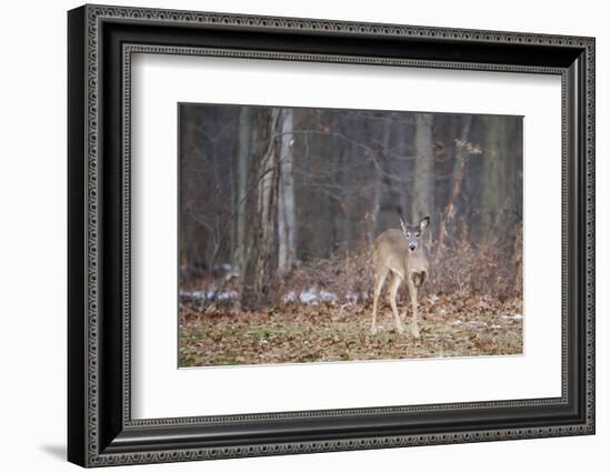 White-tailed deer (Odocoileus virginianus), Ohio, United States of America, North America-Ashley Morgan-Framed Photographic Print