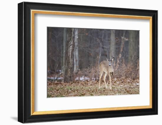 White-tailed deer (Odocoileus virginianus), Ohio, United States of America, North America-Ashley Morgan-Framed Photographic Print