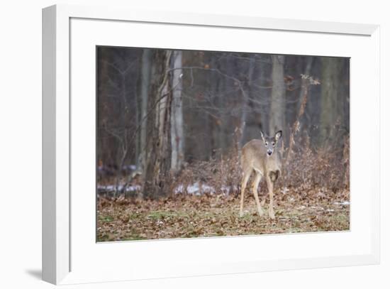 White-tailed deer (Odocoileus virginianus), Ohio, United States of America, North America-Ashley Morgan-Framed Photographic Print