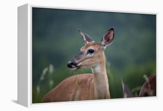 White-Tailed Deer, Skyline Drive, Shenandoah National Park, Virginia-Paul Souders-Framed Premier Image Canvas