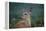 White-Tailed Deer, Skyline Drive, Shenandoah National Park, Virginia-Paul Souders-Framed Premier Image Canvas