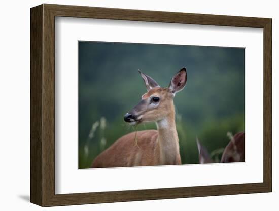 White-Tailed Deer, Skyline Drive, Shenandoah National Park, Virginia-Paul Souders-Framed Photographic Print