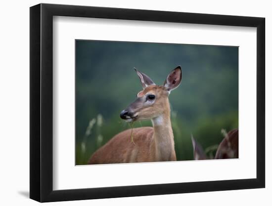 White-Tailed Deer, Skyline Drive, Shenandoah National Park, Virginia-Paul Souders-Framed Photographic Print