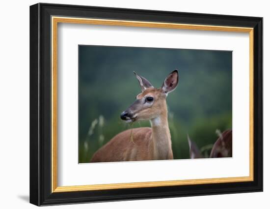 White-Tailed Deer, Skyline Drive, Shenandoah National Park, Virginia-Paul Souders-Framed Photographic Print