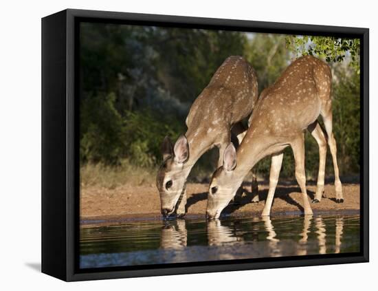 White-Tailed Deer, Texas, USA-Larry Ditto-Framed Premier Image Canvas