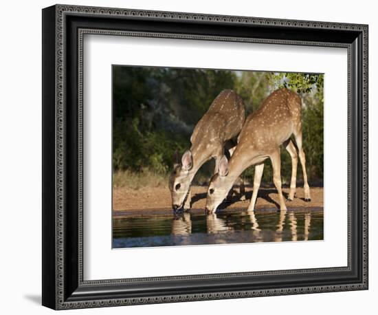 White-Tailed Deer, Texas, USA-Larry Ditto-Framed Photographic Print