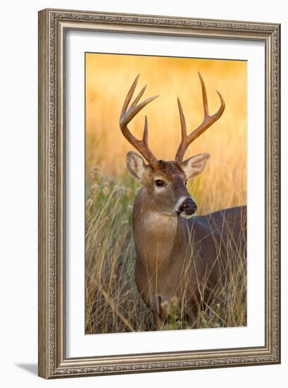 White-tailed Deer, Texas-Larry Ditto-Framed Art Print