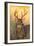 White-tailed Deer, Texas-Larry Ditto-Framed Art Print