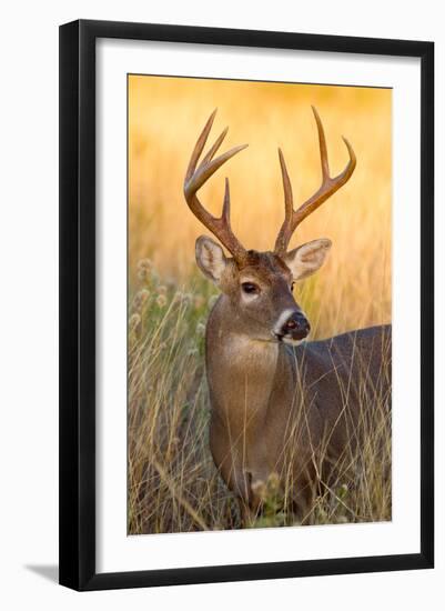 White-tailed Deer, Texas-Larry Ditto-Framed Art Print