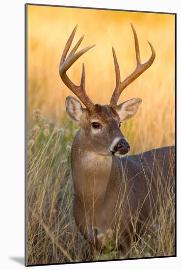 White-tailed Deer, Texas-Larry Ditto-Mounted Art Print