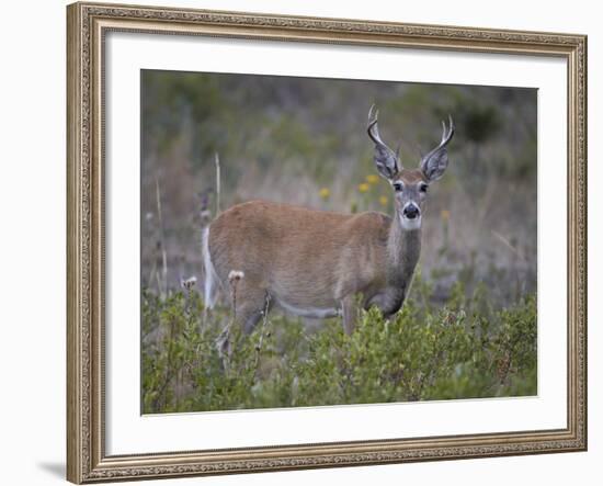 White-Tailed Deer (Whitetail Deer) (Virginia Deer) (Odocoileus Virginianus) Buck-James Hager-Framed Photographic Print