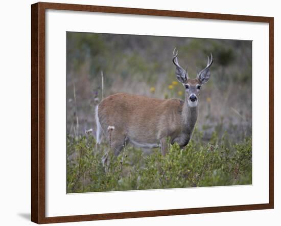 White-Tailed Deer (Whitetail Deer) (Virginia Deer) (Odocoileus Virginianus) Buck-James Hager-Framed Photographic Print