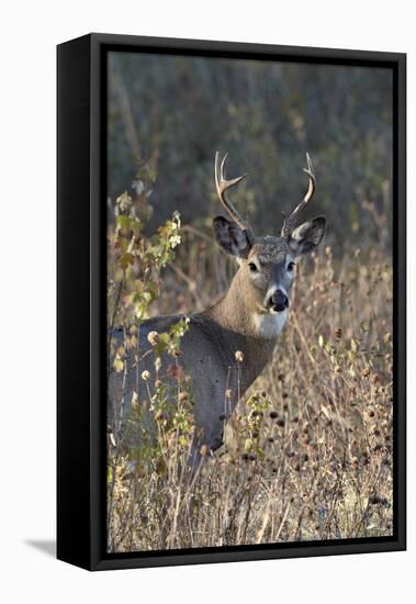 White-Tailed Deer (Whitetail Deer) (Virginia Deer) (Odocoileus Virginianus) Buck-James Hager-Framed Premier Image Canvas