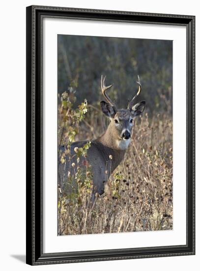 White-Tailed Deer (Whitetail Deer) (Virginia Deer) (Odocoileus Virginianus) Buck-James Hager-Framed Photographic Print