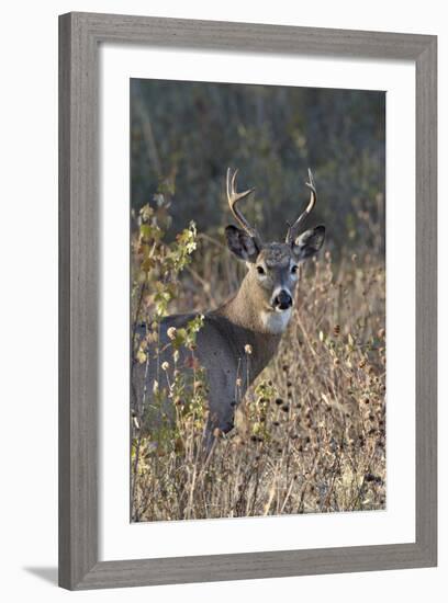 White-Tailed Deer (Whitetail Deer) (Virginia Deer) (Odocoileus Virginianus) Buck-James Hager-Framed Photographic Print