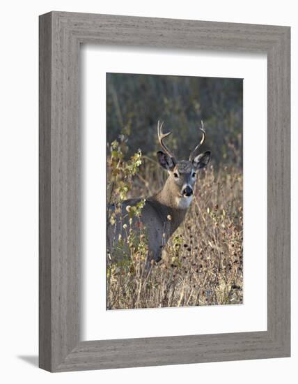 White-Tailed Deer (Whitetail Deer) (Virginia Deer) (Odocoileus Virginianus) Buck-James Hager-Framed Photographic Print