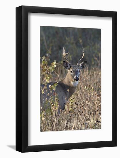 White-Tailed Deer (Whitetail Deer) (Virginia Deer) (Odocoileus Virginianus) Buck-James Hager-Framed Photographic Print