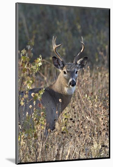 White-Tailed Deer (Whitetail Deer) (Virginia Deer) (Odocoileus Virginianus) Buck-James Hager-Mounted Photographic Print