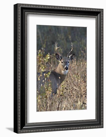 White-Tailed Deer (Whitetail Deer) (Virginia Deer) (Odocoileus Virginianus) Buck-James Hager-Framed Photographic Print