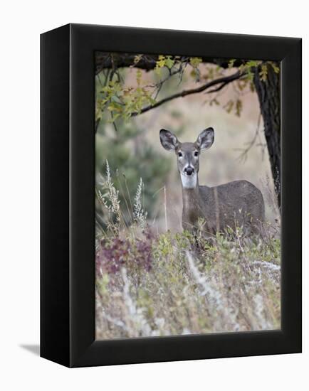 White-Tailed Deer (Whitetail Deer) (Virginia Deer) (Odocoileus Virginianus) Doe-James Hager-Framed Premier Image Canvas