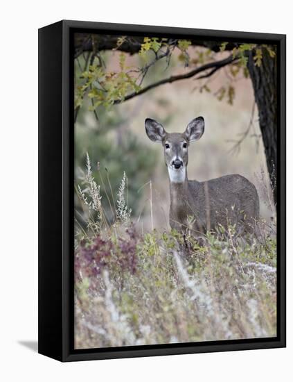 White-Tailed Deer (Whitetail Deer) (Virginia Deer) (Odocoileus Virginianus) Doe-James Hager-Framed Premier Image Canvas