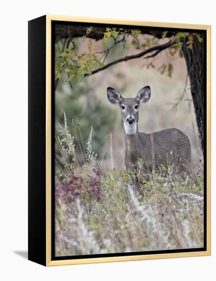 White-Tailed Deer (Whitetail Deer) (Virginia Deer) (Odocoileus Virginianus) Doe-James Hager-Framed Premier Image Canvas