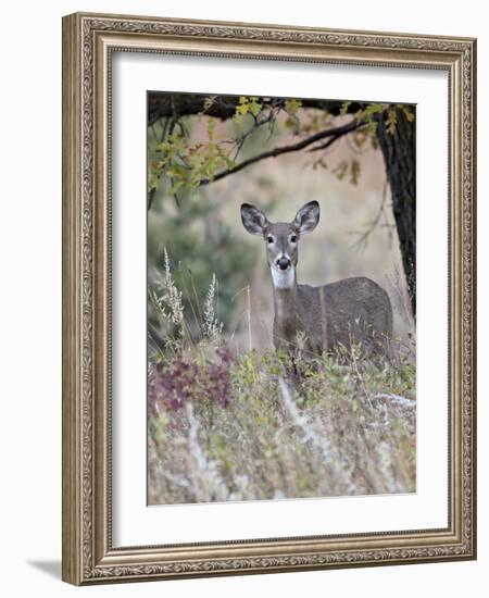 White-Tailed Deer (Whitetail Deer) (Virginia Deer) (Odocoileus Virginianus) Doe-James Hager-Framed Photographic Print