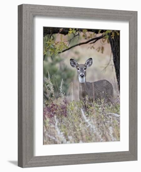 White-Tailed Deer (Whitetail Deer) (Virginia Deer) (Odocoileus Virginianus) Doe-James Hager-Framed Photographic Print