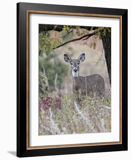 White-Tailed Deer (Whitetail Deer) (Virginia Deer) (Odocoileus Virginianus) Doe-James Hager-Framed Photographic Print
