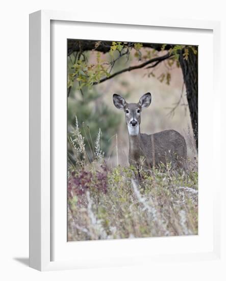 White-Tailed Deer (Whitetail Deer) (Virginia Deer) (Odocoileus Virginianus) Doe-James Hager-Framed Photographic Print