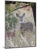 White-Tailed Deer (Whitetail Deer) (Virginia Deer) (Odocoileus Virginianus) Doe-James Hager-Mounted Photographic Print