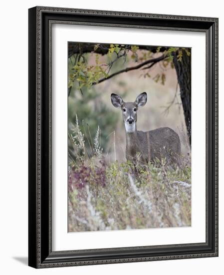 White-Tailed Deer (Whitetail Deer) (Virginia Deer) (Odocoileus Virginianus) Doe-James Hager-Framed Photographic Print