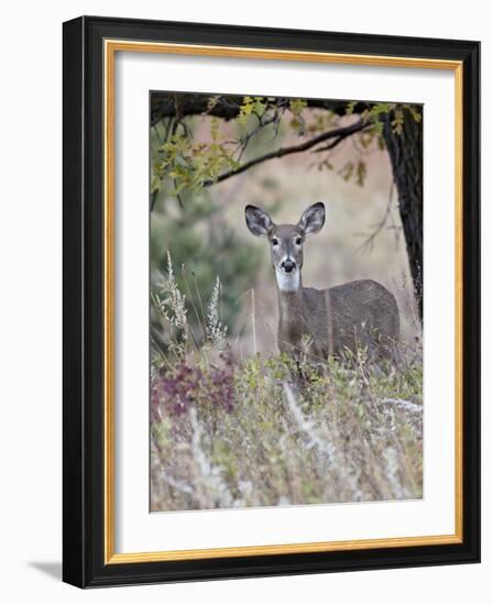 White-Tailed Deer (Whitetail Deer) (Virginia Deer) (Odocoileus Virginianus) Doe-James Hager-Framed Photographic Print