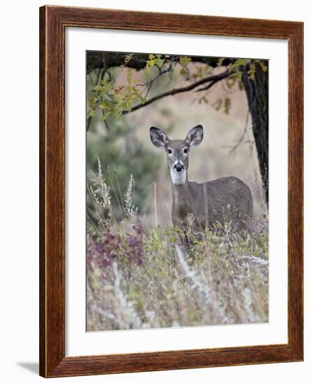 White-Tailed Deer (Whitetail Deer) (Virginia Deer) (Odocoileus Virginianus) Doe-James Hager-Framed Photographic Print