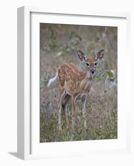 White-Tailed Deer (Whitetail Deer) (Virginia Deer) (Odocoileus Virginianus) Fawn-James Hager-Framed Photographic Print