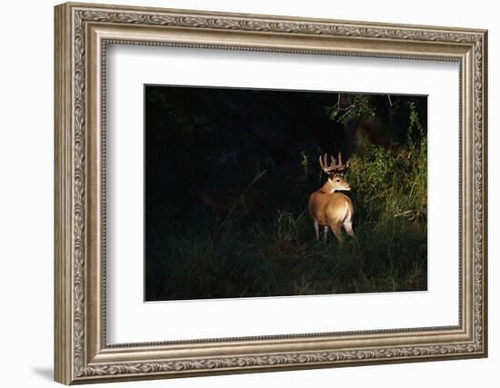 White-Tailed Deer-W. Perry Conway-Framed Photographic Print