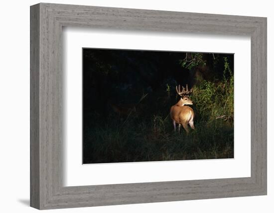 White-Tailed Deer-W. Perry Conway-Framed Photographic Print