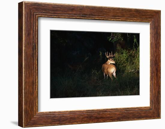 White-Tailed Deer-W. Perry Conway-Framed Photographic Print