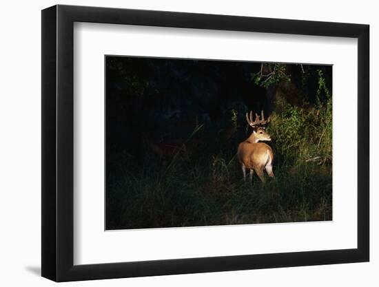 White-Tailed Deer-W. Perry Conway-Framed Photographic Print