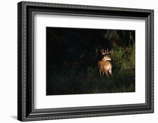 White-Tailed Deer-W. Perry Conway-Framed Photographic Print